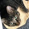 tic_tac_1110's profile picture. tac🐈 tabby ♂ キジトラの“たっく”です。 日々の姿をアップしていけたらと思います😊 おどけた顔😮が得意な、ビビりの脱力系ねこです。