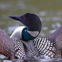 Common Loon (@commonloon99) 's Twitter Profile