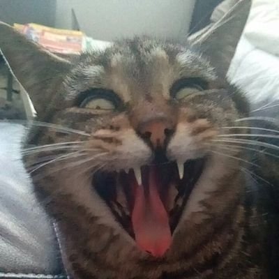 LucasCtsn's profile picture. CHAT !!!