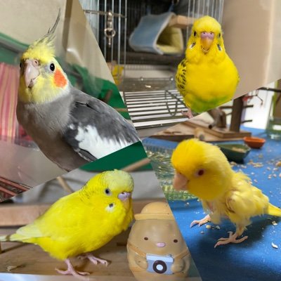 キイロノインコです。オショー(セキセイ8歳2022/9/8🌈)マルスケ(セキセイ7歳)笛T(マメルリハ7歳)アマオ(オカメノーマル4歳)とがらくた=ほこらちゃんと暮らしています。 フォローしていなくてもリプしちゃいます。 宜しくお願い致します。