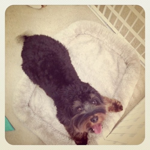 shoelessfeet's profile picture. 