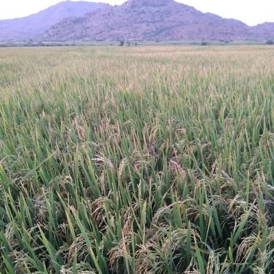 sabareeshreddy7's profile picture. why so serious..