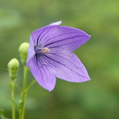 明智の城址からお届けします。

「三千世界の事は、何一つ判らん事の無い神であるから、淋しく成りたら、綾部の大本へ出て参りて、お話を聞かして頂けば、何も彼も世界一目に見える神徳を授けるぞよ」（大本神諭）

 【大本公式アカウント@oomoto_official 運用スタッフ】