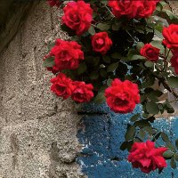 Nahla (@naalmaani) Twitter profile photo