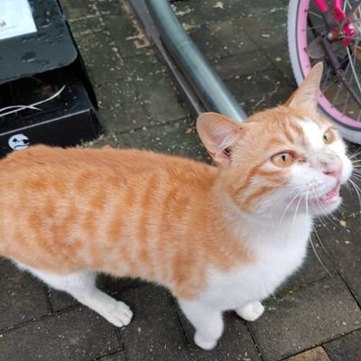 놀이터 고양이 노란리본, 노리를 도와주세요
노리의 가족을 찾습니다
-
유튜브
노리는 노리끼리해https://t.co/LKsEDGaveD