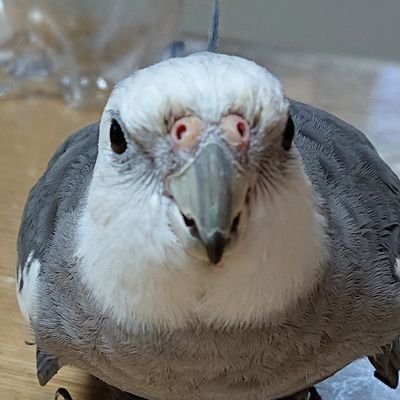 6uW09f40uODFJug's profile picture. 虫と鳥とV6が好き。
島で暮らしたい。