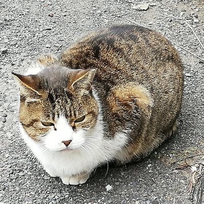 knts00's profile picture. バックエンドエンジニア（最近Rustメイン）、GCPをよく触ります