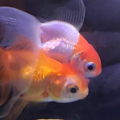 yubiさんのプロフィール画像