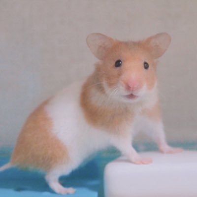 くうちゃん ついにゴールデンハムスターの女の子をお迎えしました 名前はくうちゃん 空 です𓇼 背中が天使の羽 みたいになっているクリームバンデットです 宜しくお願いします ハムスター ゴールデンハムスター クリーム くうちゃん ついにゴールデンハムスターの女の子をお迎えしました 名前はくうちゃん 空 です𓇼 背中が天使の羽 みたいになっているクリームバンデットです 宜しくお願いします ハムスター ゴールデンハムスター クリーム
