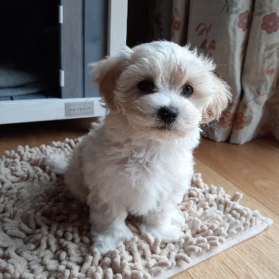 I am a Year 4 teacher from Shropshire with a passion for reading, baking and theatre. Happiest with a good book, a homemade cake and cuddles with my Maltese.