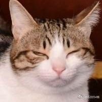 若无明月さんのプロフィール画像