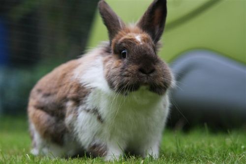 PubRabbit's profile picture. I rabbit about pubs all day long. I also hop about the place obviously....... that's my job!