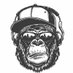 The Pale Ape (@the_paleape) Twitter profile photo The Pale Ape (@the_paleape) Twitter profile photo