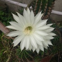 第一発見者 (@firstdiscoverer) Twitter profile photo