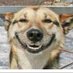 DAWG Bhai (@thahappydog) Twitter profile photo DAWG Bhai (@thahappydog) Twitter profile photo