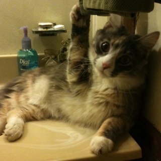 SiobhansMum's profile picture. 