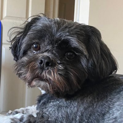 dexytzu's profile picture. Mr & Mrs Tzu - a great life sharing blunt/fun opinions & cute pics! 🐶Shih Apso / Shih Tzu 🎂23/09/15 💌dexytzu@gmail.com #️⃣ #tzulife #randomdexthoughts