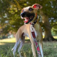 Indiana Bones ☠️ Archaeology Dog(@archaeo_whippet) 's Twitter Profile Photo