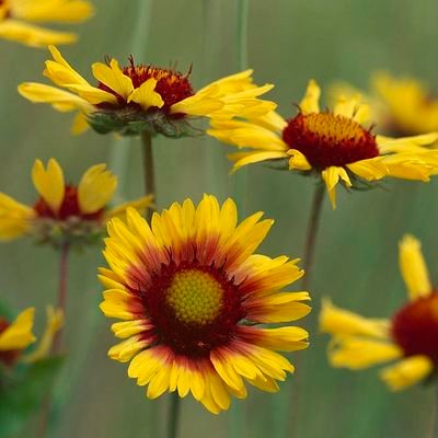 archi1210's profile picture. Just a small fish in this cesspool.