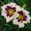 Renee Masters - @LoveLilyGardens - Twitter