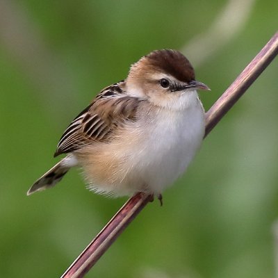 珍鳥云々よりも、小鳥たちのユーモラスな仕草や、その時々の小鳥たちの表情が好きです。 キャッチアイ重視。営巣撮影・餌付け・音声流し、激反対。情報を貰って集まったCM集団は大嫌い。2014年12月カメラど素人から鳥撮り始めました。機材：7D Mark Ⅱ＋100-400 IS Ⅱ のみ。画像処理はDPP。すべて手持ち撮影。