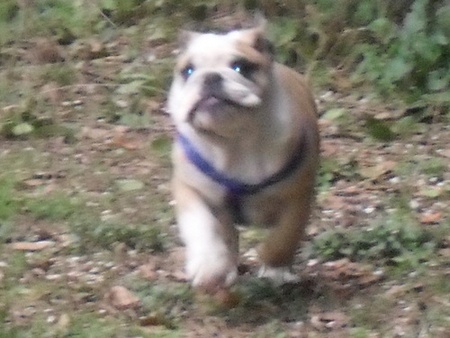 ercioffi's profile picture. amante degli animali in particolare cani bulldog,amo la natura,mountain bike,ed altro