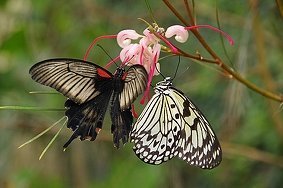 joni 🦋さんのプロフィール画像