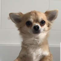 The Real Red Monkey (@real_red_monkey) 's Twitter Profile