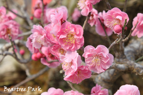 BEARNTREE's profile picture. 꽃과 나무의 향기를
반달곰, 꽃사슴, 
비단잉어들과 함께 
만끽할 수 있는곳.
베어트리파크.
http://t.co/22FvNIQy3y