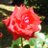 3399(mimicnine)のTwitterプロフィール画像