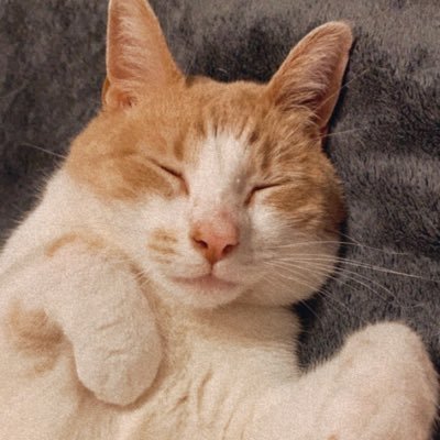 sadyegreve888's profile picture. idk I’m just here for the fries & ps yes it’s spelled SadYE