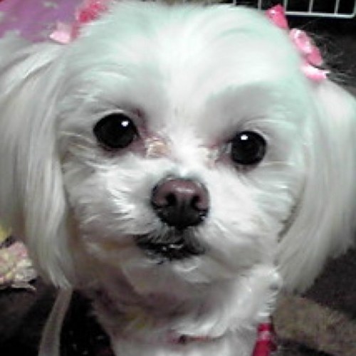 toyo_ken's profile picture. 立教大学に通ってました。