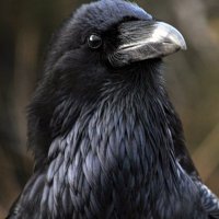 Gökhan KÖSEOĞLU (@nugzuk) Twitter profile photo
