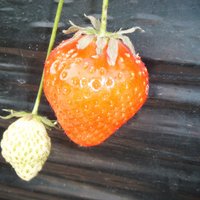 いけもう (@ikemow) 's Twitter Profile Photo