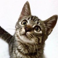 ジル🐾 (@xoxo_jillk) 's Twitter Profile Photo