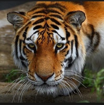 KingOfTiger20's profile picture. King of king