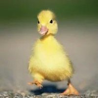 Ördek, (@ordekmiyimben) 's Twitter Profile Photo