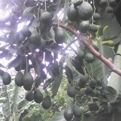 Hass Avocado Farmers in Tanzania