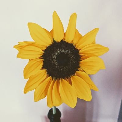 mokamoka446's profile picture. 