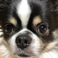 h. (@midokurimaro) 's Twitter Profile