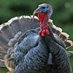 Mr Turkey (@MrTurkeyKing) Twitter profile photo