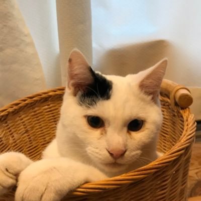 nkt_46k1t1's profile picture. 豆腐メンタルでいつまで経っても初心者です。優しくお願いします🙏  基本的に見る専垢です。