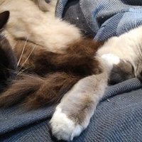 Michaela (@michaelaonhols) 's Twitter Profile