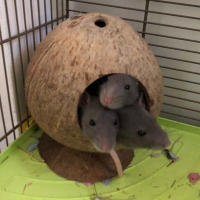 Rats: Cheese, Coco and Nutty - Hamsters: Toffee, Popcorn, Penny - Rabbits: Domino, Kevin and Albus - Guinea Pigs: Brian, Bill, Opal and Peridot