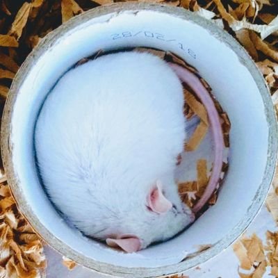ねずみの足うらさんのプロフィール画像