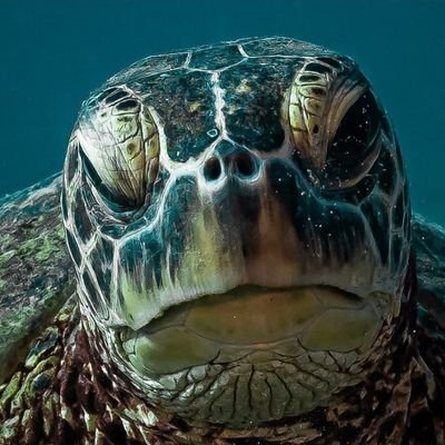 garlicNonions's profile picture. Healthcare revenue and compliance specialist, avid kayaker & enjoy long walks surrounded by nature. Oh, and #HereWeGo  #Steelers !!!