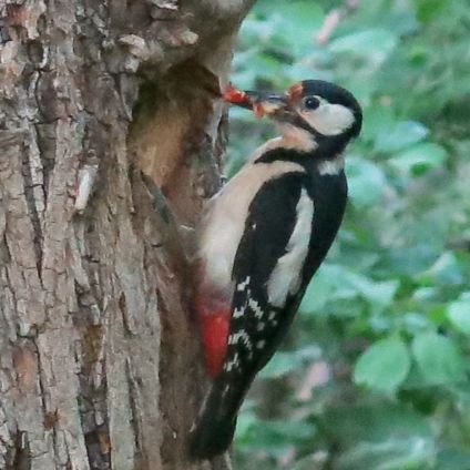 Biòloga d'organismes i sistemes, amant de la natura i de l'estudi del comportament animal