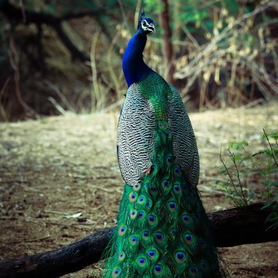 GrinampR's profile picture. 