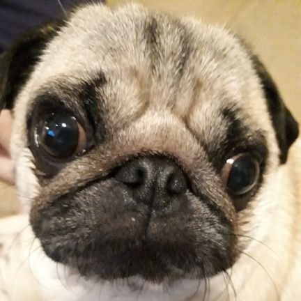 rainbow3037s's profile picture. S13シルビア、A31セフィーロ、細々とドリフトしてます。軽耐久初めました 。エッセ乗り初心者🔰仕事はタイヤ屋です。ラーメン、肉、スイーツ、デカ盛り😋趣味はデブ活🐷特技はダイエット💪愛犬パグのさくら🐶