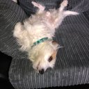 josh buckley - @joshbuc53080627 - Twitter